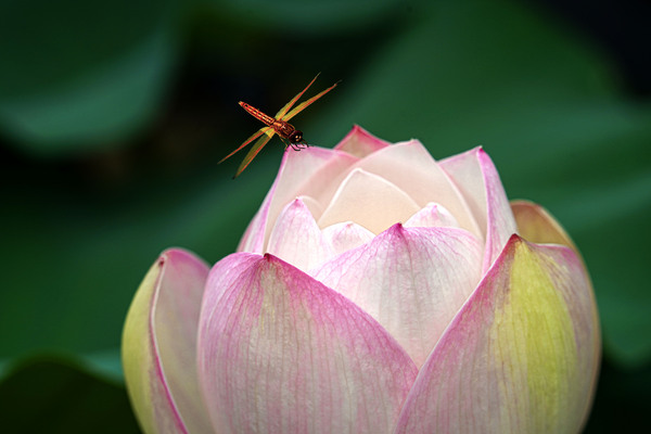 作者：高健淇，，，，作品名称：荷花 单位安徽公司 (5).jpg